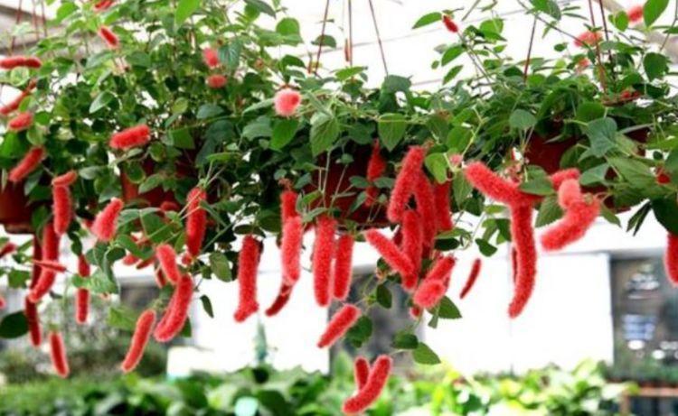 居家就养此款花卉，漂亮又好闻，全年开花不断，花开美观又大气