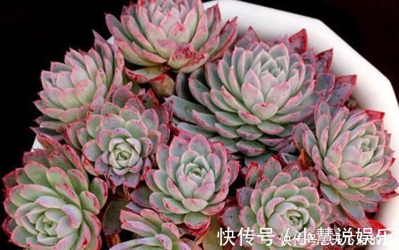 杂交品种|20款高贵梦幻紫色多肉，养一盆“紫气东来”，总有一款是你喜欢的