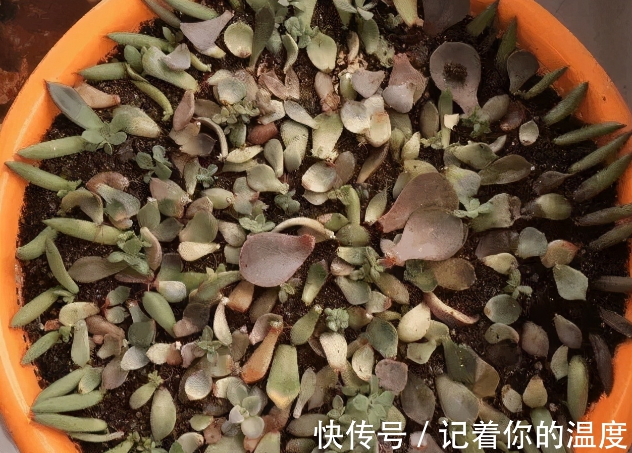 多肉叶子想长成小苗,为养花人,上盆前后要多提防“不当之举”