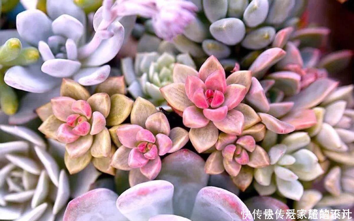 想要养好多肉,这4个方面绝对是关键,冬天更要注意