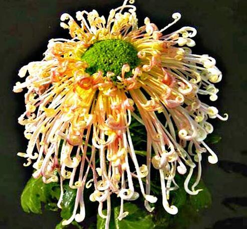 喜欢菊花，不如养盆“菊中珍品”，似素裹金秋，黄花晚节