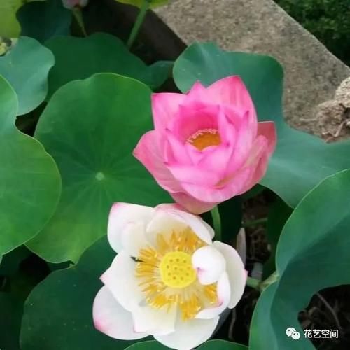 这3种花，养护时多“灌水”，生长飞快，个个绿叶，尤其是最后一种！