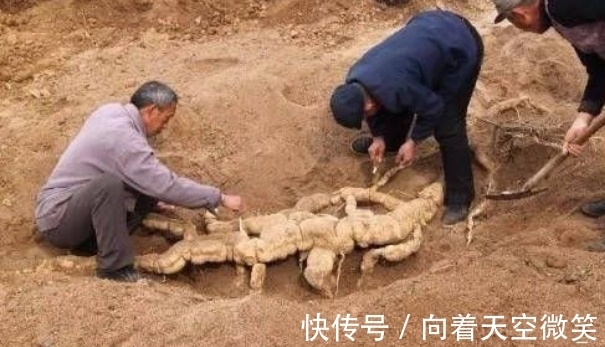 奇闻|奇闻：老人以为挖到“人参”，再请专家看到后，却大呼不能接受