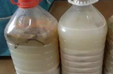 两件事|自制“淘米水”养花,掌握两个要点,发酵快无异味,养啥花都旺