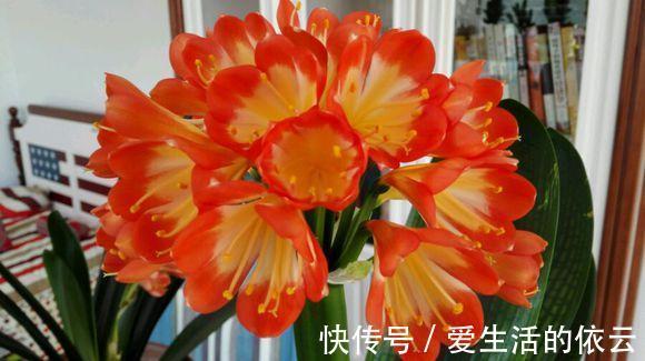 浇水|把1种“液体”留住,给君子兰“喂1勺”,不施肥也冒花苞,有效