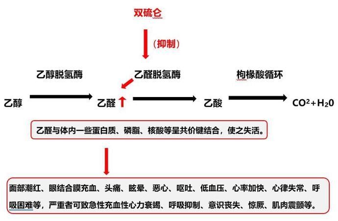 双硫仑样反应|网传“头孢配小酒，唢呐吹一宿” 真的吗？