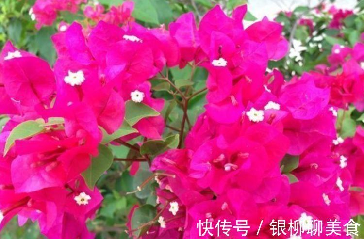阴蔽处|此款花卉,花艳易爆盆,沾点水就疯长,开花勤还爱爆盆,美