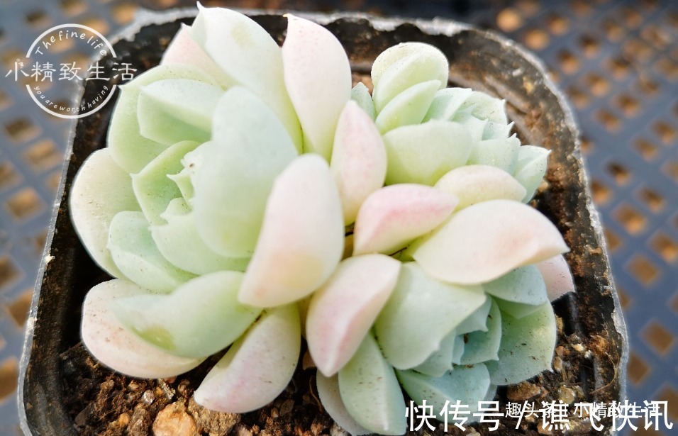 新手养多肉，看一看捏一捏，轻松掌握浇水，不必再用“3年功”