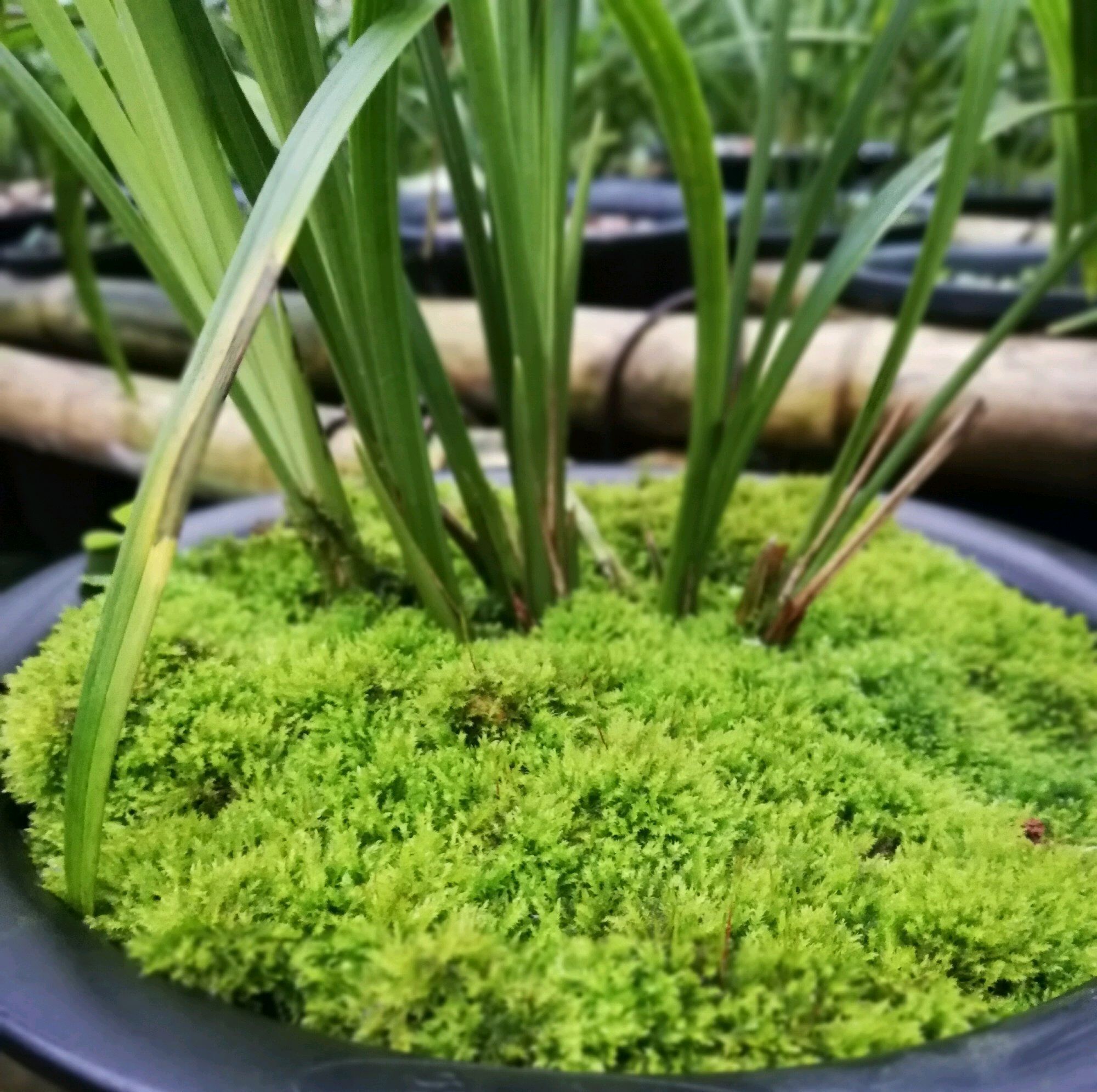 浇水|苔藓养兰花的2个妙用,保湿透气又促根,很快冒出水晶头