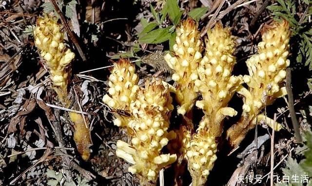 中年|这种独根草,长满“鱼鳞”人称“不老草”治肾虚有奇效