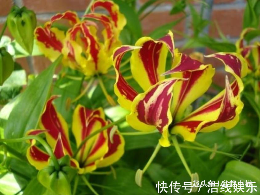 一种可以爬墙的百合，高贵又典雅，人称“嘉兰百合”，好养吗