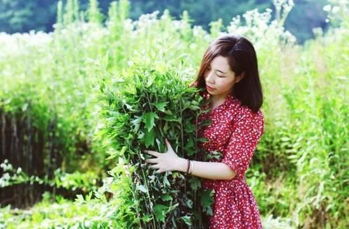 艾草|38岁江西女子，坚持用艾叶洗头，半年后，身体发生这4个改变