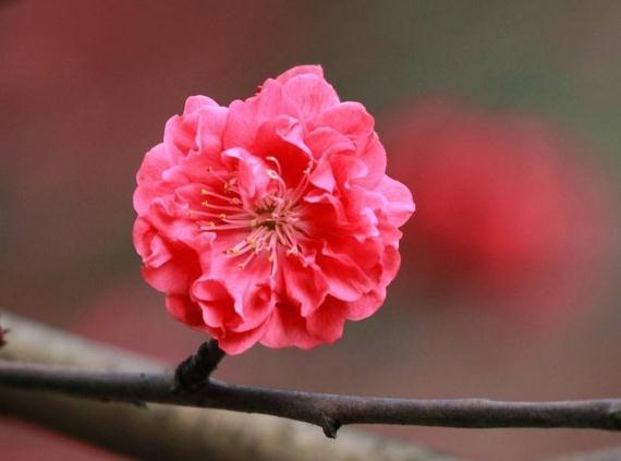 养盆“红叶碧桃”,入夏喝点“冰饮料”,花芽钻、花开一盆盆