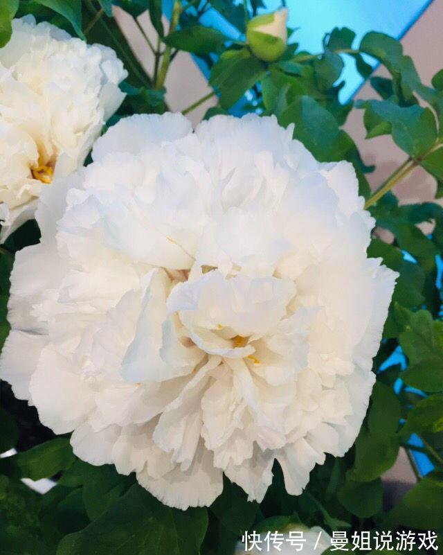 6大“富贵花”,能养几十年,花大雍容又华丽,能养成“传家宝”