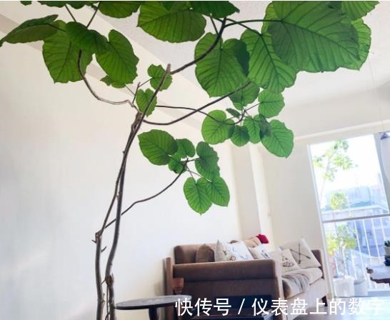热爱生活|日本网友的精简“一人居”走红一个人居住，也要热爱生活