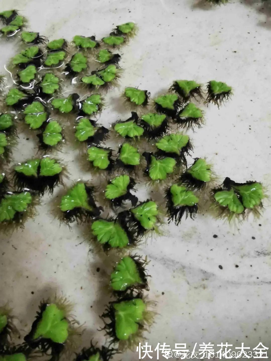 叶片|10种花太能喝水，一天一瓢水，7天爆满缸