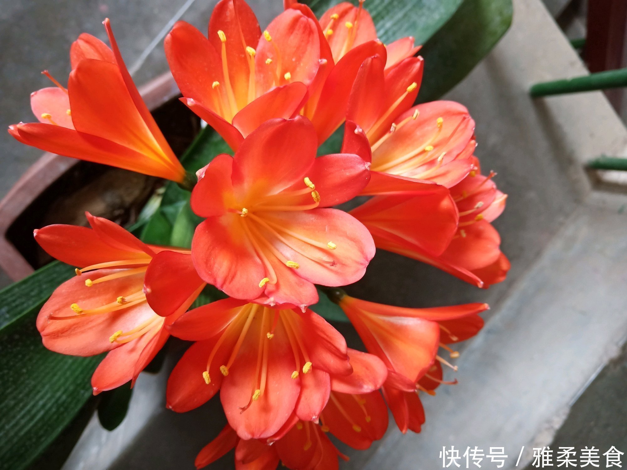 根系|君子兰根部冒出小芽怎么办只需5个步骤,一盆变多盆很简单