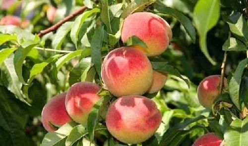 夏天要多吃以下3种水果，尤其最后1种，能赶走湿气，早知早好！