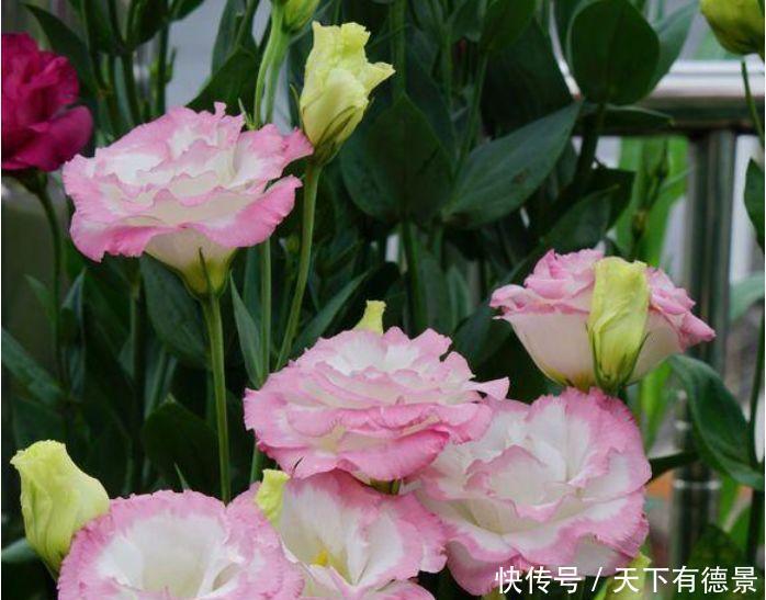 谁见了都喜欢的3种花,沾土就能活,开花就爆盆,不易生病好养护