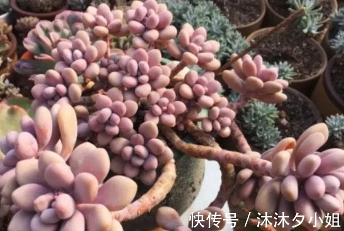 新手|全民公认好养的11种多肉,新手也能养好,成活率高,出状态艳