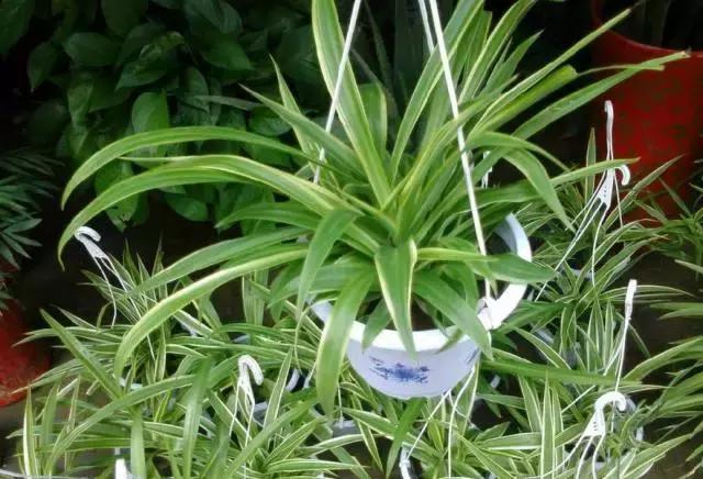 养花不能宠，你对它越好死的越快，不管不问反而爆盆了！