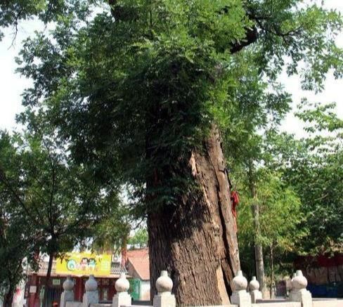 家里种树,讲究大,5种树旺宅,3种树不能栽,你知道是什么吗