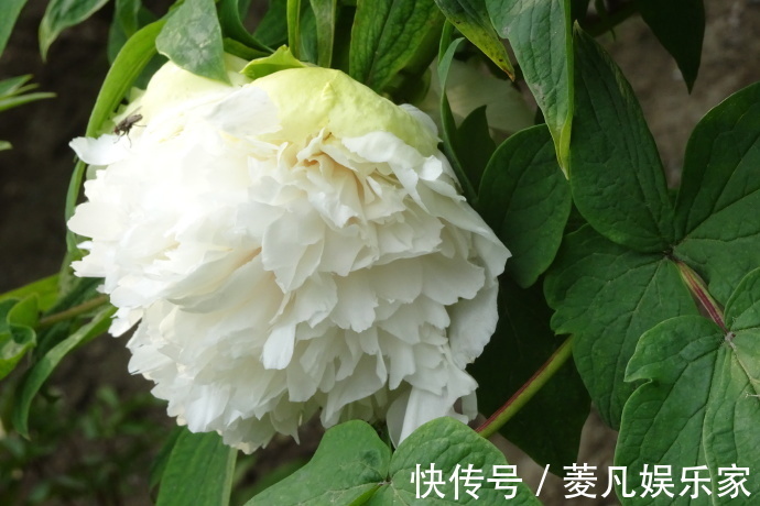 叶子|喜欢菊花，不如养盆“稀品牡丹”绿幕隐玉，枯木逢春，生机勃勃！