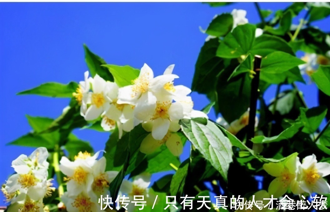 黄菜花|人到中年想长寿,推荐多吃3种食物,排毒养颜,有益健康