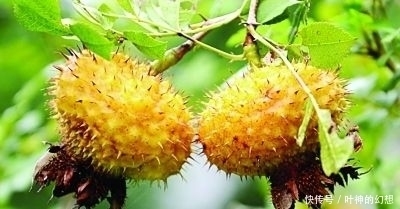 獼猴桃是水果中的維C之王?農村這種滿身刺的野果是它的41倍!
