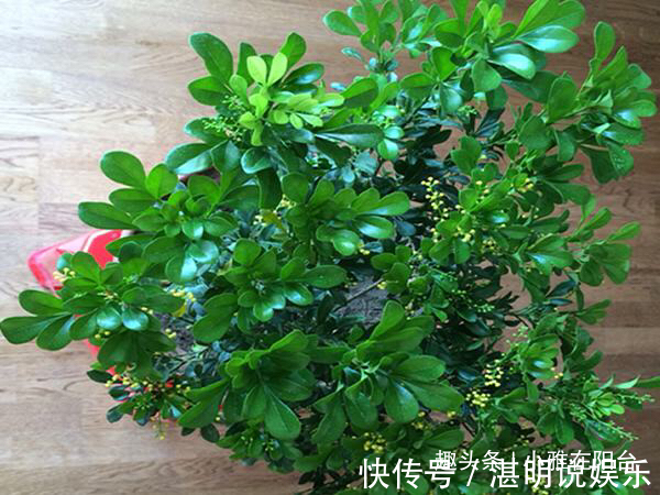病虫害|米兰花怎么修剪一个修剪“小窍门”,植株饱满,枝繁叶茂开花多
