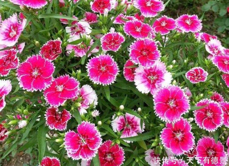 4种花养家里,全年开花不断,给点水就疯长,太好养