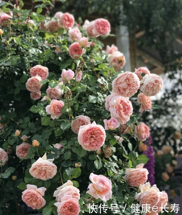 25个抗性超好的月季品种,又好养开花有多,新手好养适合盆栽!