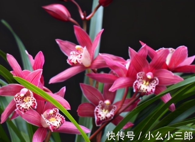 建兰四季兰|它被誉为“香花之王”,顶级红素,兰香四溢,花开后又仙又美