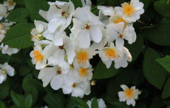 喜欢养花，不如养盆黄梅，开花色香俱全，花期还长，超美