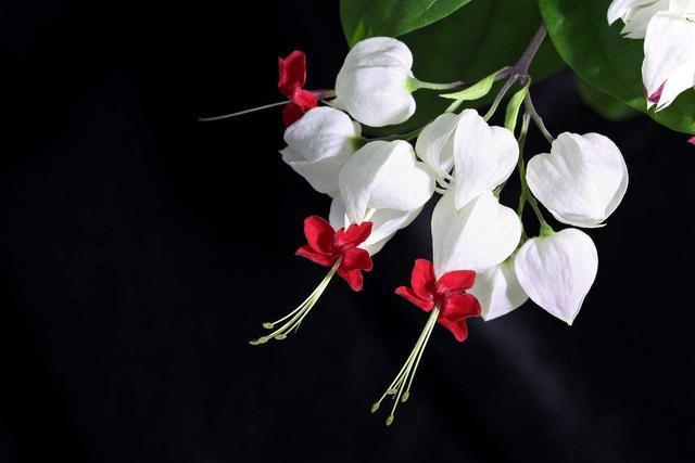 除了“有钱花”,养此3种花,开花源源不断,你值得拥有