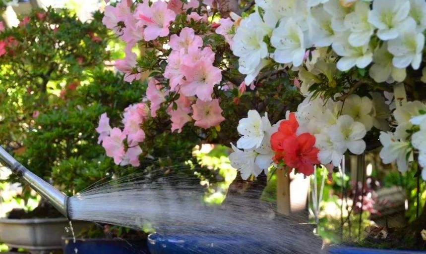 杜鹃花养得没精神、黄叶,将“1个步骤”改一改,不久就能养好