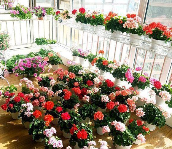 天竺葵|天竺葵是“夏必死”?教你这么做,夏天一样开,全年花不断