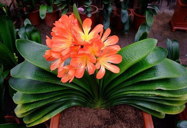 养君子兰,用这“几种”小方法,叶片整齐油绿,新叶呼呼长