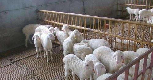 中药|中药治疗羊顽固性呕吐