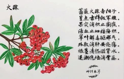 李蕊|老师买50斤小龙虾上解剖课，又是“别人家的课堂”