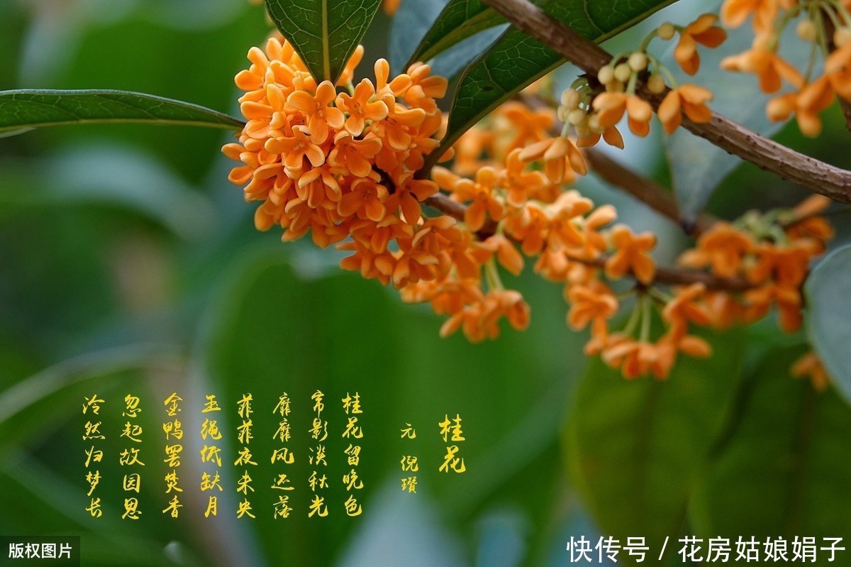 泥炭土|一根枝条,一个花盆,在家自己种桂花,不花钱也能嗅花香