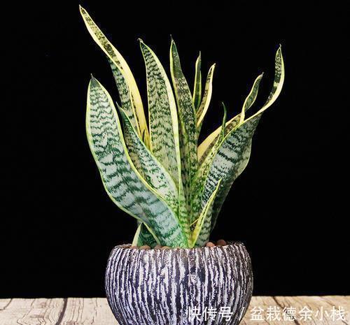 5种小盆栽花卉,种在小盆里,浇水懒一些,越长越漂亮!