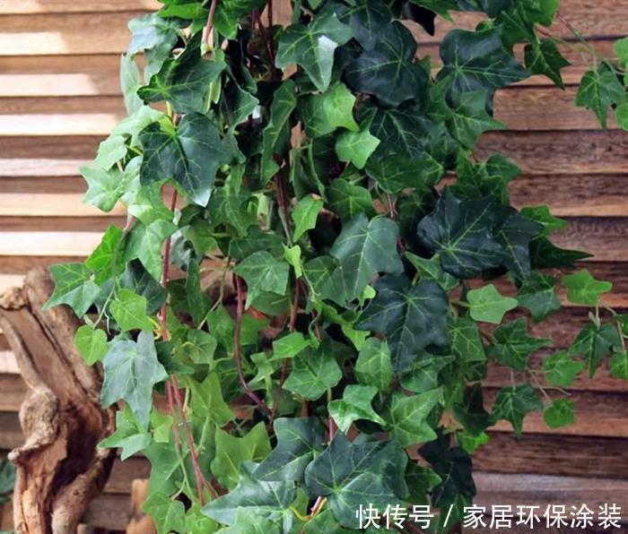 禁忌|鸡蛋壳的使用禁忌,养花要注意,看情况分别对待