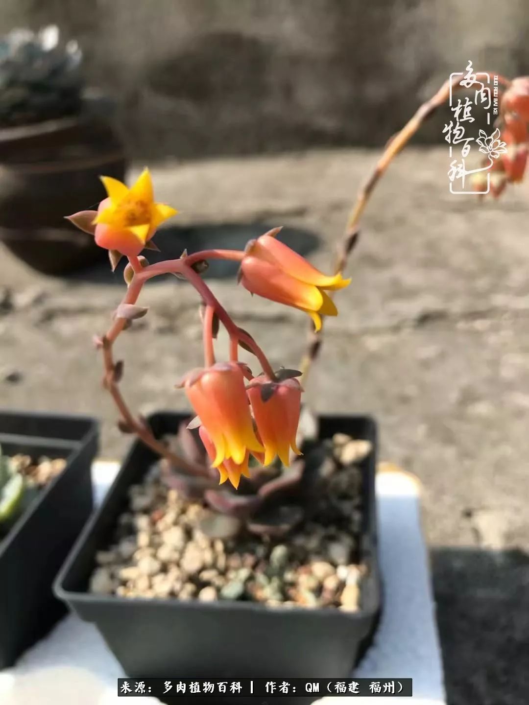 寒山转苍翠,秋水日潺湲——多肉未央,睹物思人!