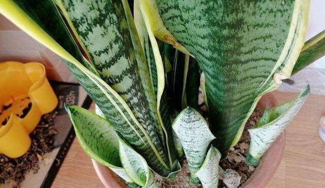 虎皮兰黄叶盆里放一勺“肥”，每片叶子绿油油，芽多叶多挤满盆