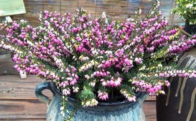 喜欢养花,选择这几款花朵,天热开花旺盛惹人爱,鲜艳漂亮,超美