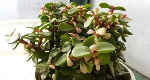 爱养花，先从这4个方面出发，防范盆栽日常患上病虫害吧