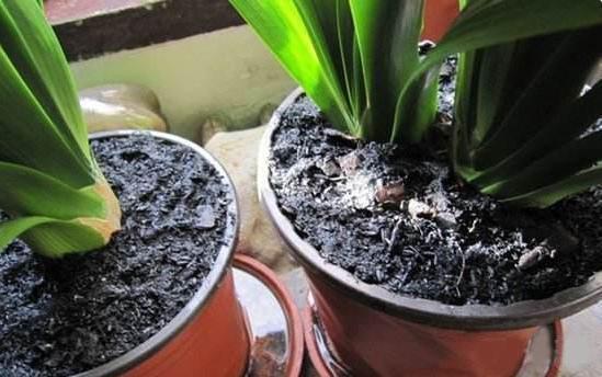 “见干见湿”原来是这个意思，我一直没搞懂，难怪养不好花