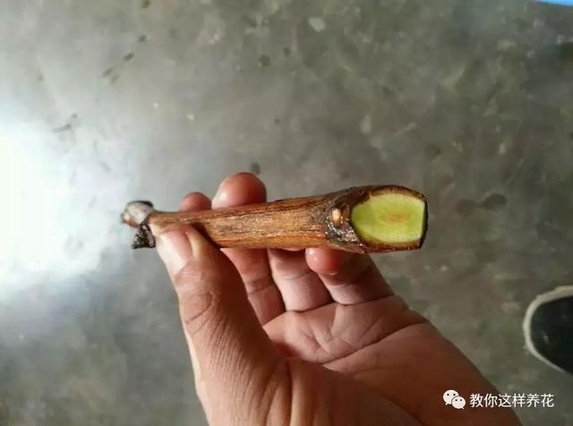 枝条|路边剪个枝,插土里就能活,种在阳台果子多到吃不完!