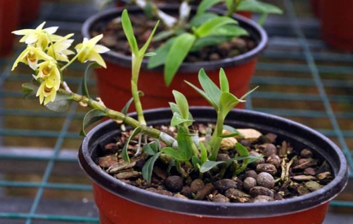 山里有种救命仙草,现在可以盆栽种在家,你了解过嘛